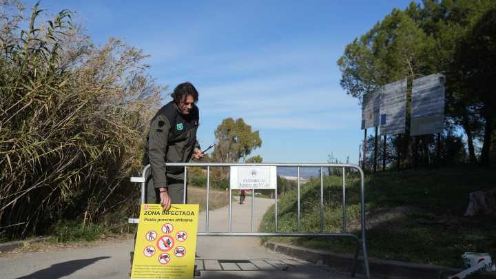 ¿Qué municipios de Cataluña se sitúan en zona de alto y bajo riesgo de contagio por peste porcina?
