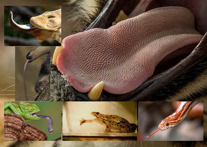 Las sorpresas ocultas en las lenguas de los animales -