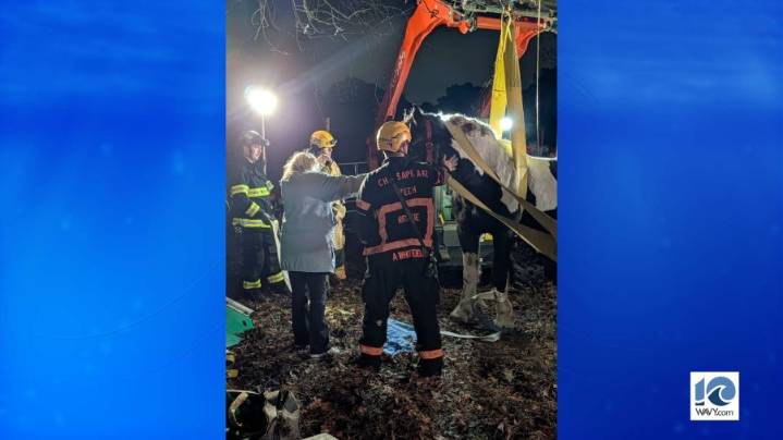 CFD: 25-year-old horse rescued after inability to stand