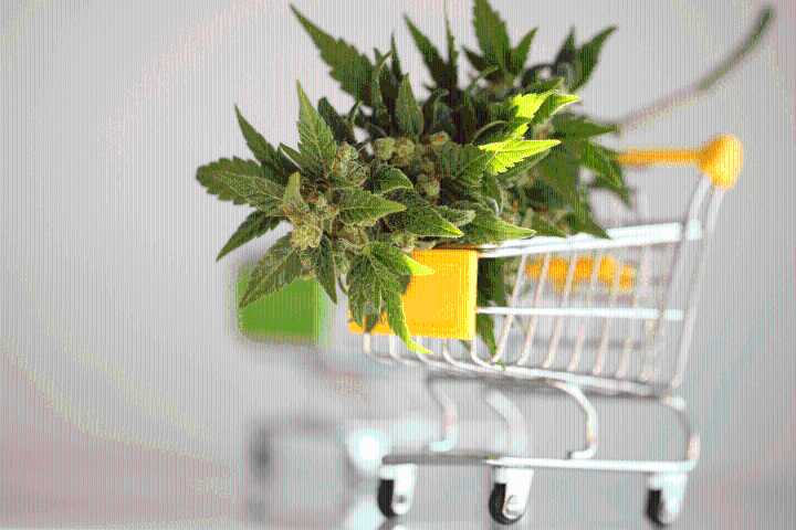 Stock Up For Christmas With Sales on THC, CBD, and More