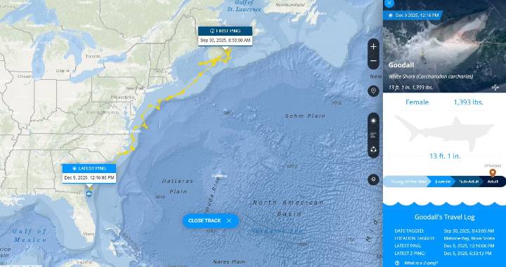 OCEARCH tracking 1,300-pound great white shark off Jacksonville coast