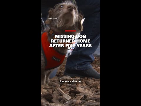Missing dog returns home after five years
