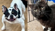 Meet the North Jersey adoptable pets of the week Lala and Seymour