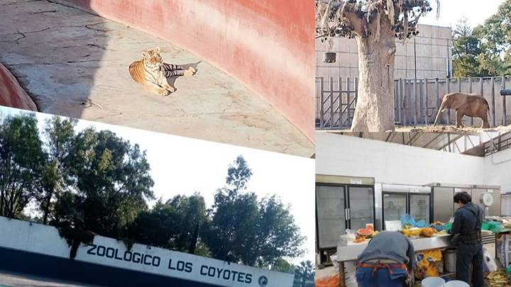 Mueren en zoológicos más de 250 animales, Bajo mandato de Brugada