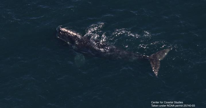 Endangered whale's 3,000-mile journey from Ireland to Boston shocks scientists