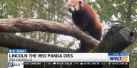 Lincoln, the beloved Zoo Knoxville red panda, dies at 12