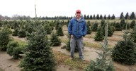 Tariffs on artificial Christmas trees dampen holiday cheer, but fresh tree sellers could benefit