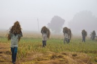 Jharkhand Announces Paddy Bonus And Higher Support For SC/ST Civil Service Aspirants