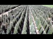 Why real Christmas trees may be a better bargain this year