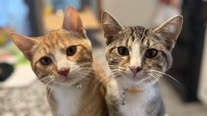 Kingston cat rescue finds happy ending for mama who wouldn’t leave her kittens