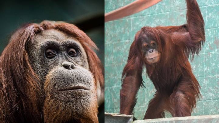 Louisville Zoo welcomes 2 new Sumatran orangutans for first time in 28 years