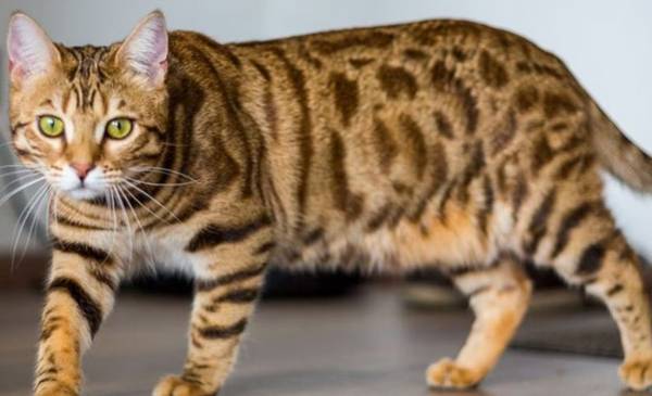 Cómo eran los primeros gatos del mundo