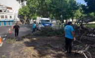 Susto en Plaza Italia por el desprendimiento de una rama enorme