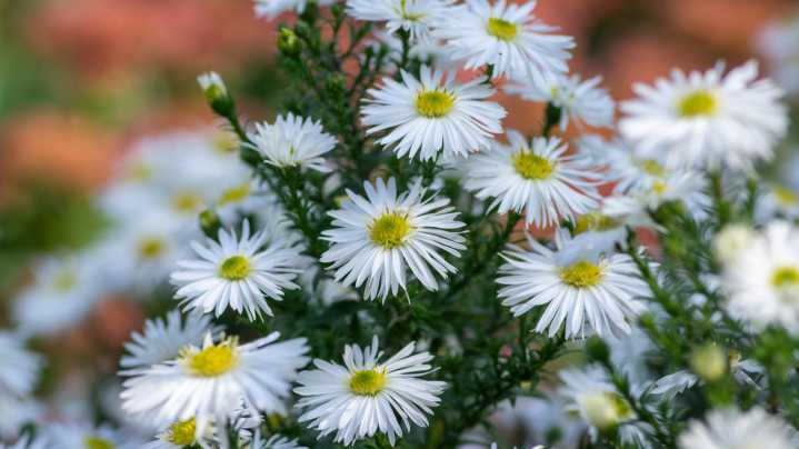 Do Flowering Aster Plants Come Back Every Year? Here's How To Keep Them Growing