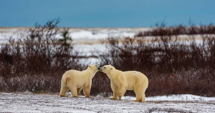 5 Reasons To Put Churchill on Your Travel Bucket List