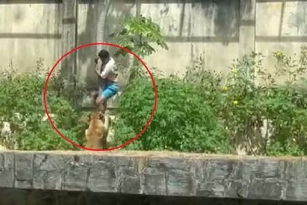 Imágenes sensibles: un joven se metió en la jaula de los leones de un zoológico y fue devorado