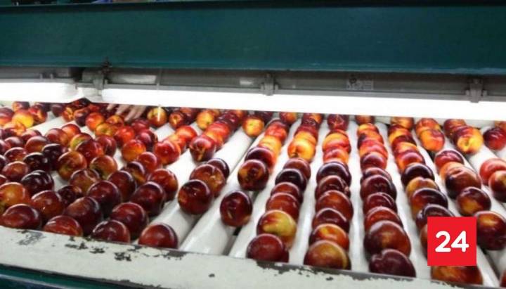 Estudio revela claves y desafíos del empleo femenino en la agroindustria de O'Higgins