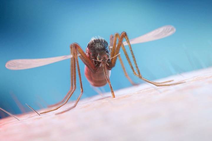 Chikungunya and Dengue Outbreak in Cuba Has Left 33 Dead, Officials Say