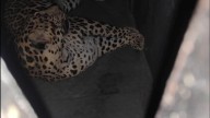 Leopard at Pune airport captured after months