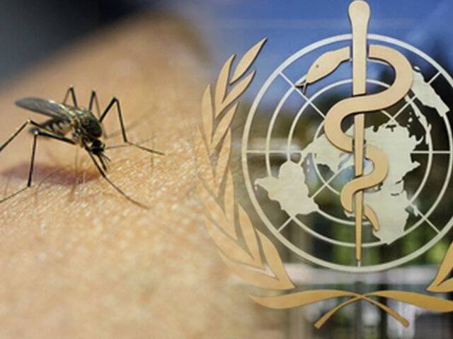 OMS alerta sobre un aumento del número de muertes y casos de malaria