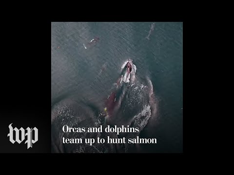 Orcas and dolphins team up to hunt salmon