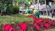 Roban medio centenar de flores de pascua en el primer fin de semana de la Navidad en Las Palmas de Gran Canaria