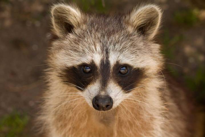 Rabies Alert: Rabid Raccoon Found in Long County