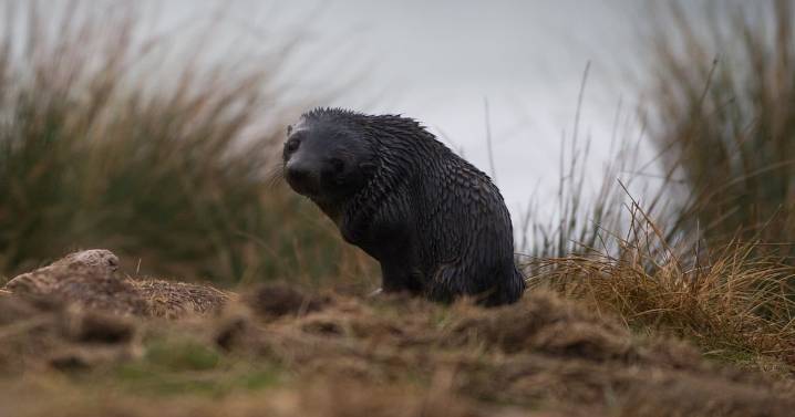 Unlikely Animal Visitor Breaks Into a Bar