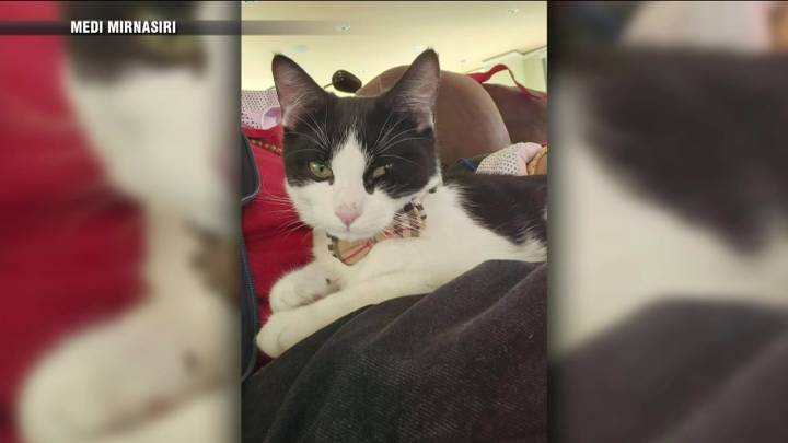 Milo, Nahant cat stolen in owner’s car, back home