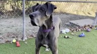 Hilda, a 4-year-old Great Dane, looks for forever home after 700+ days in shelter