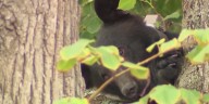 Florida bear hunting returns after a decade, despite pushback