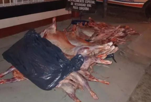 Decomisan 25 corderos faenados transportados de manera irregular en Paso Córdoba