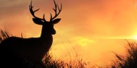 Hunter accused of illegally harvesting deer