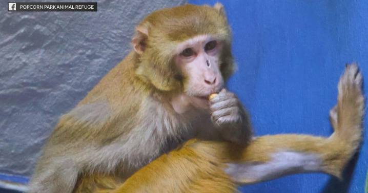 Escaped lab monkey finds new home at New Jersey animal rescue