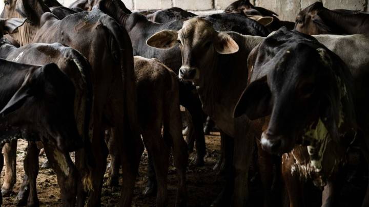 Gusano barrenador: México amplía emergencia sanitaria nacional en ganado
