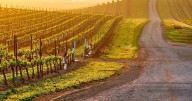 Prácticas sostenibles en la industria vitivinícola en Napa Valley