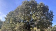 Cómo votar al árbol del Casco de Zaragoza para que sea el mejor del año en España