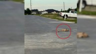 Texas Advocate Spots A Dog Lying Motionless On The Street And Knows His Story Cannot End There