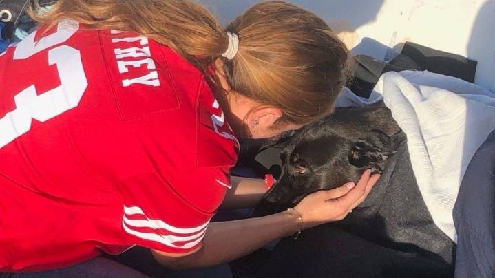 Lifeguards rescue dog swept out to sea by rip current off San Diego coast