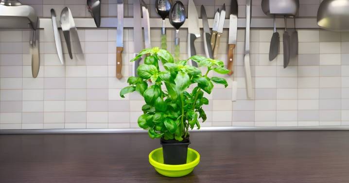 Hierbas que crecen en interior todo el año: opciones ideales para cocinar sin salir de casa