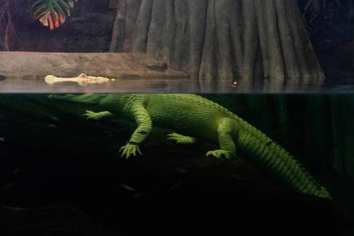 San Francisco's beloved albino alligator Claude dies at 30