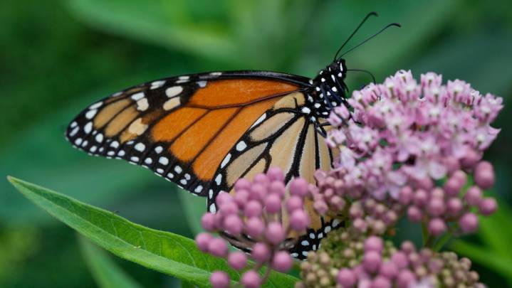 Trump administration delays decision on federal protections for monarch butterflies
