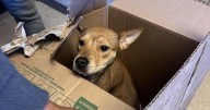 Puppy found in box outside Philly animal shelter put up for adoption