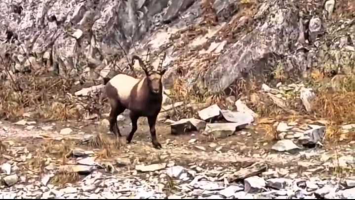 Himalayan Ibex Spotted in Gurez Valley, Signals Improving Habitat