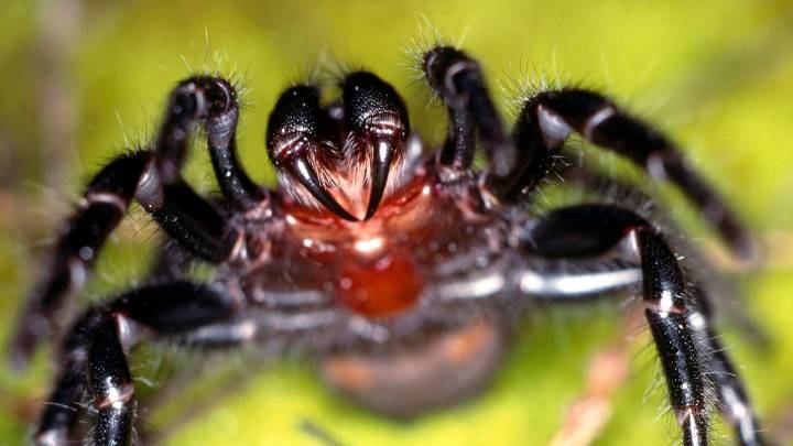 What's the world's deadliest spider?