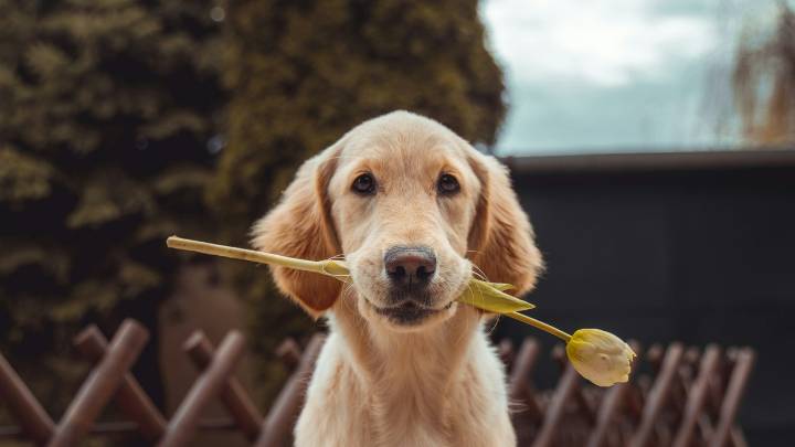 ¿Cómo saber si tu perro es un genio? Así lo determina la ciencia
