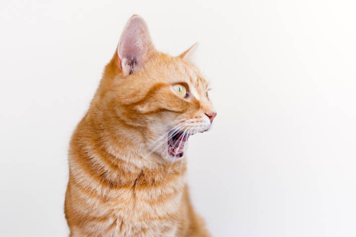 Dear Abby: Friend said she’d watch my cat while I was out of town; I came home to a neglected pet