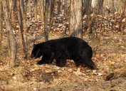Kashmir University Restricts Nocturnal Movement Amid Bear Sightings