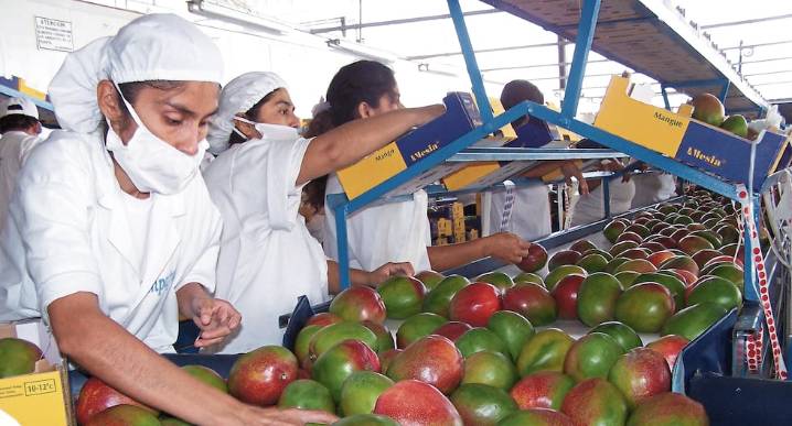 Crisis del mango en el norte del Perú aún sin resolverse y mal clima la podría agudizarla