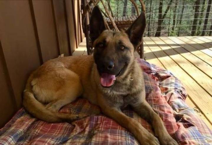 Greenville Co. Deputy K9 passes away